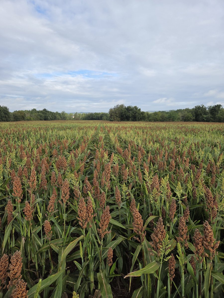 PierreA_Marre's tweet photo. Une météo qui donne du fil à retordre 🥵 ! La suite des semis de colzas sous la croûte suite aux 50 mm (3-5 de prévus) et des sorgho à 25/30 qtx qui repartent depuis fin août ! Un joli casse-tête en perspective ! 🙄 https://t.co/LVtXgKXvhJ