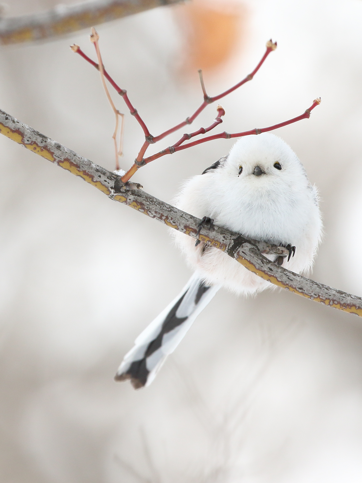 シマエナガ バッサァ シマエナガの羽は美しい . location: #北海道 📷sony