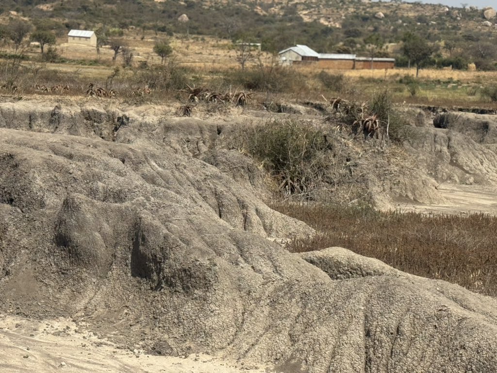 MakariusItambu's tweet photo. The Singida region continues to make new discoveries every year, with fossil bones and tools dating back to the beginning of the Stone Age being found today... other new sites on the human origins of the Tanzanian Pleistocene are still to come��. https://t.co/kxgUM2TMNa
