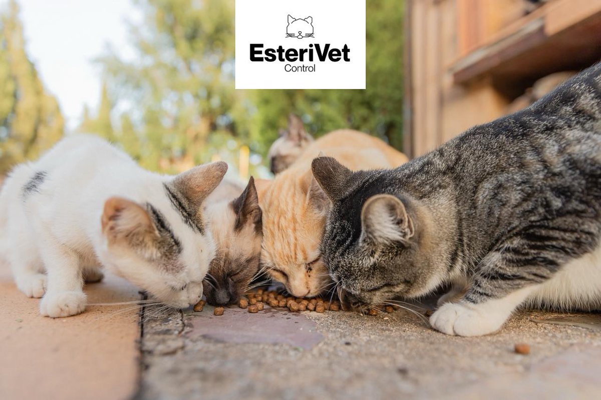 📢 ⚠️ Aquest diumenge 21 de setembre tens una cita a Vilanova d’Alcolea. 👉 Des del centre veterinari EsteriVet ens contaran els detalls del projecte d’esterilització de gats 🐈🐱 per al nostre municipi.

T’esperem a partir de les 11h a la Casa de la Cultura. 🤗