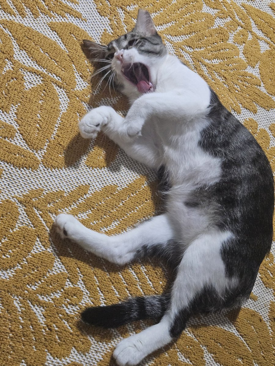 Bu halı artık benim!