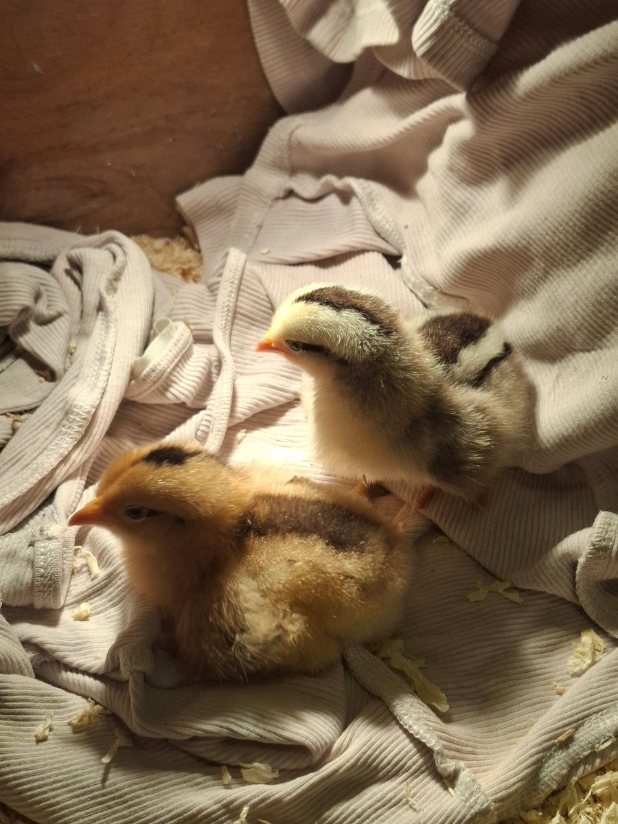 stream_bab91972's tweet photo. THE CHICKENS MUST BOND

(with eachother) https://t.co/izmeQDAZ4I