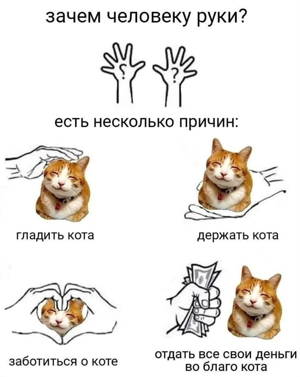 cats, i love cats (@catsilcats) on Twitter photo 