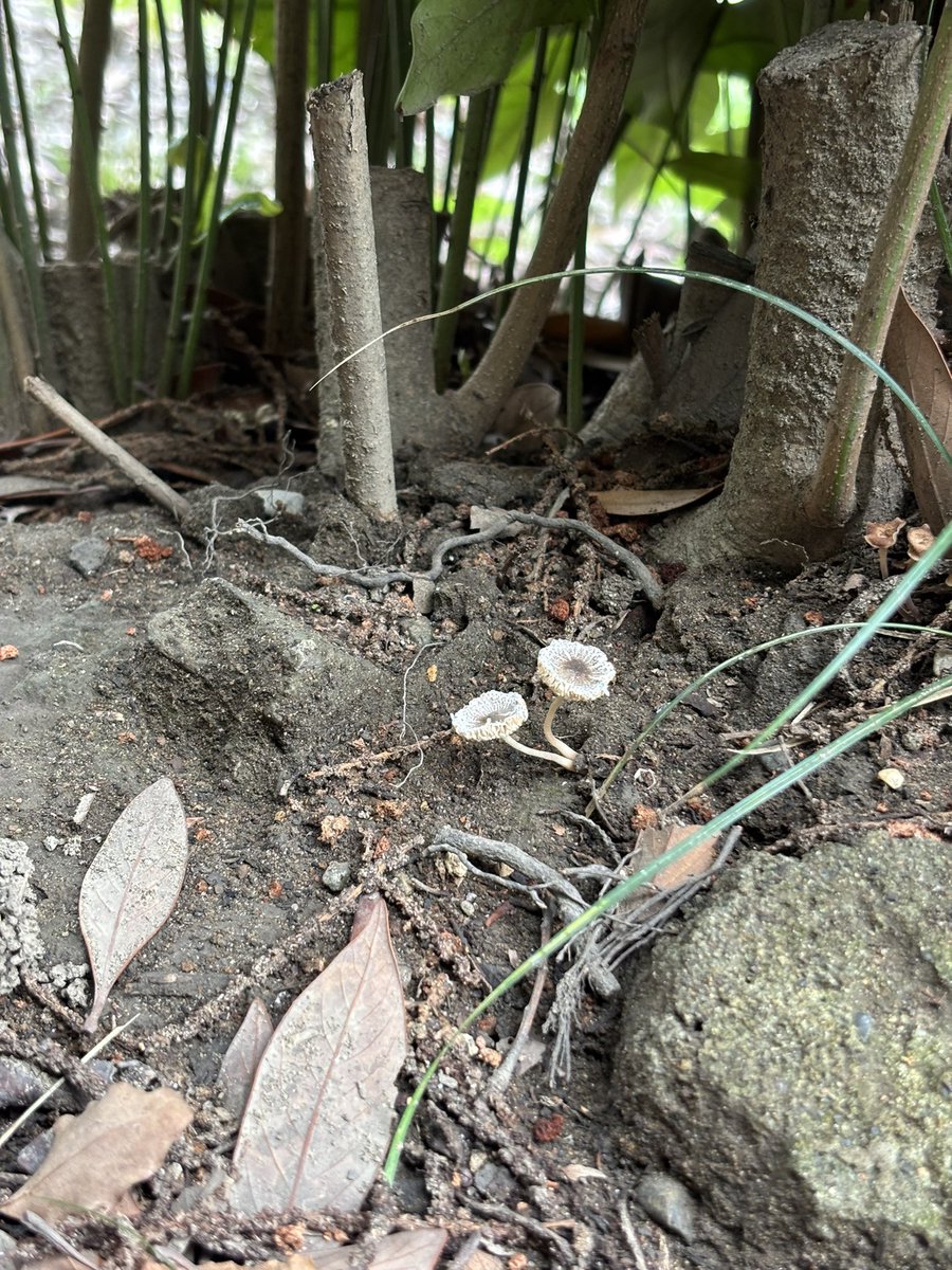 公園で子どもとキノコ🍄‍🟫探し＆蛇🐍探ししてた。
キノコ🍄‍🟫は結構見つけた👀
Googleで調べたけど毒キノコ多めなので注意です。
蛇には今日会えず…🥲🤍
前はアオダイショウ２回くらい見たんだけどね！東京の公園だけど＾＾