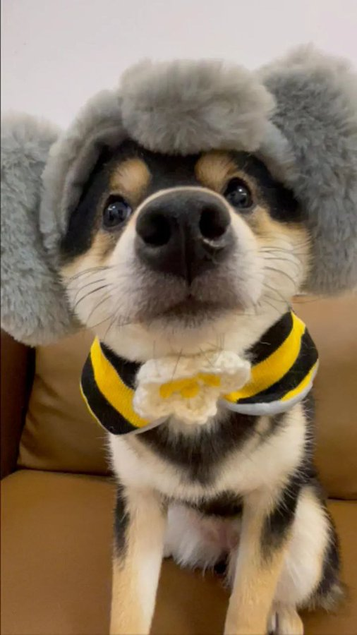 MANYU MEME tweet media