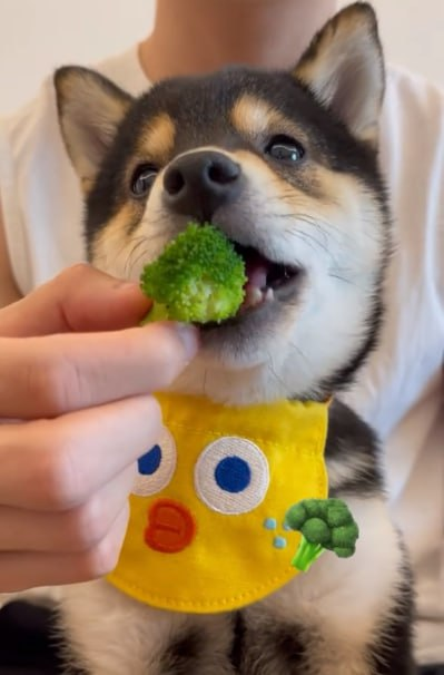 MANYU MEME tweet media