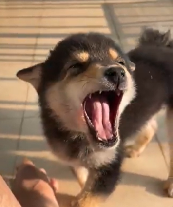 MANYU MEME tweet media