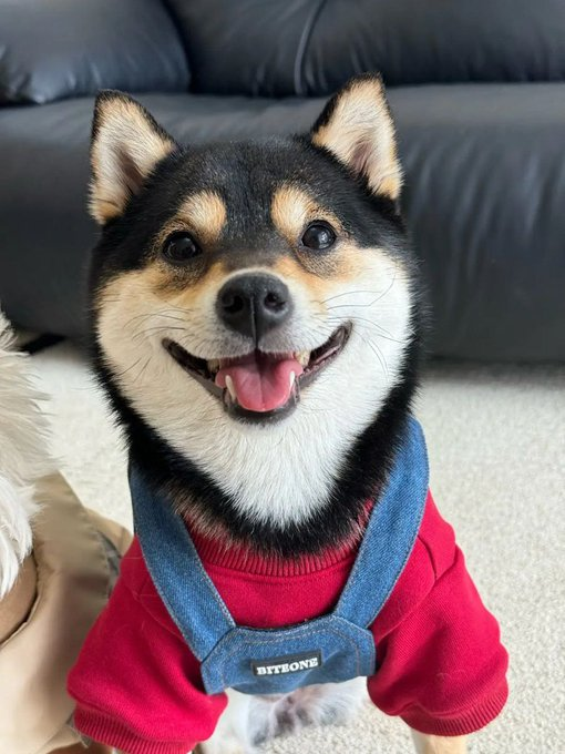 MANYU MEME tweet media