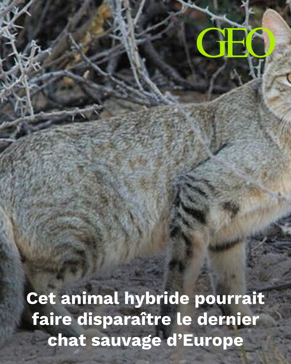 Cet animal hybride pourrait faire disparaître le dernier chat sauvage d’Europe
➡️ l.geo.fr/2s7