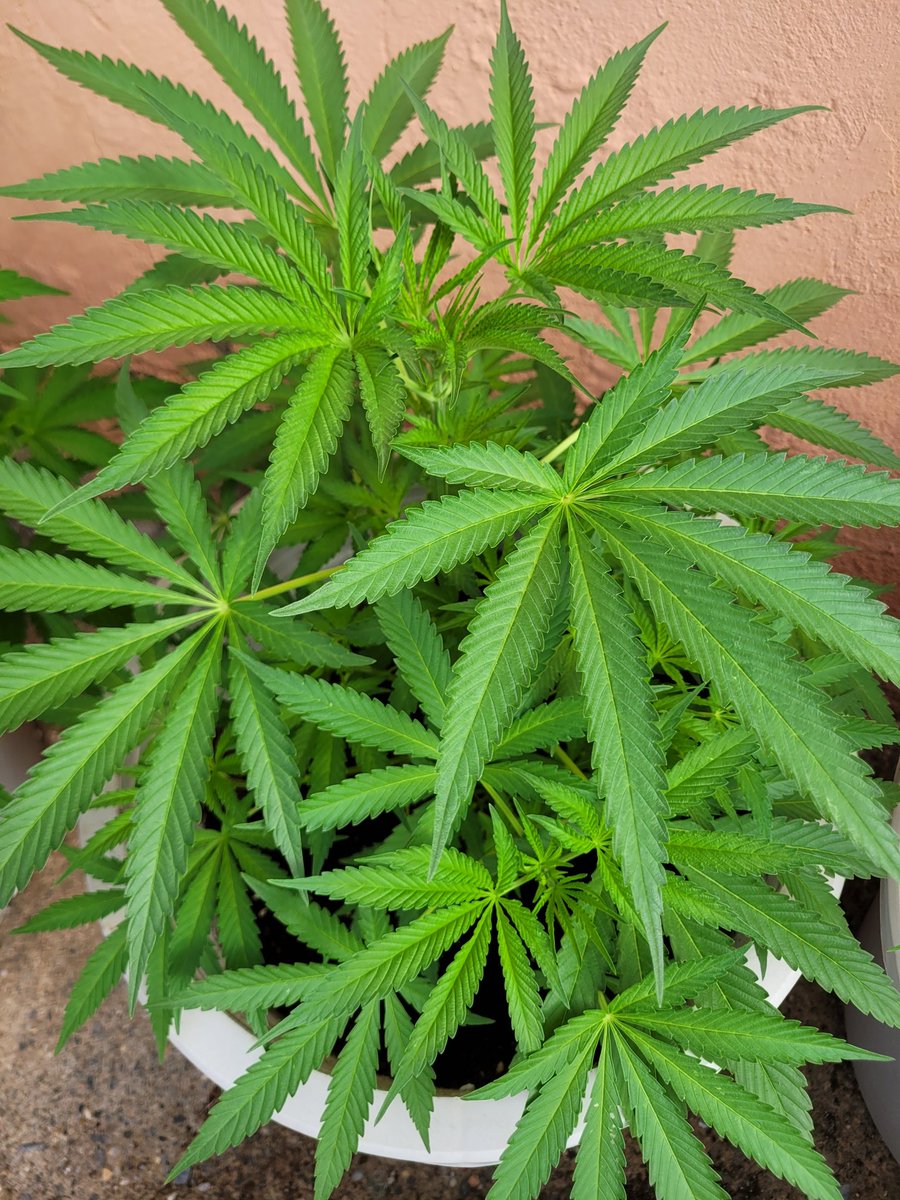 ProXL_Spain's tweet image. Muchas gracias @RaulSantos1981  por compartir!
#MimosaDream by @KannabiaSeeds 🟠
#ProXL #HorticulturaProfesional