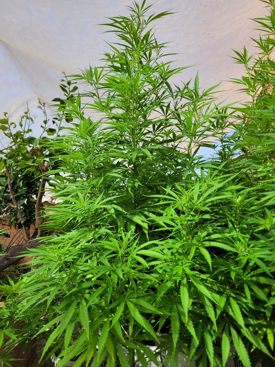 ProXL_Spain's tweet image. Muchas gracias @RaulSantos1981  por compartir!
#MimosaDream by @KannabiaSeeds 🟠
#ProXL #HorticulturaProfesional