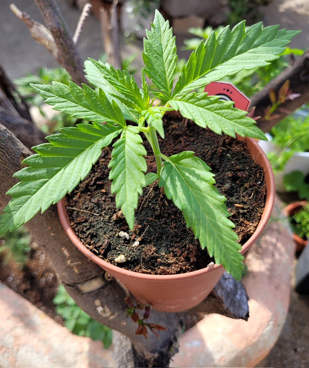 ProXL_Spain's tweet image. Muchas gracias @RaulSantos1981  por compartir!
#MimosaDream by @KannabiaSeeds 🟠
#ProXL #HorticulturaProfesional