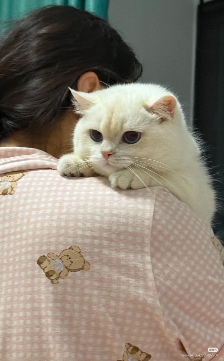 nocontextscats's tweet photo. 🥰🥰🥰 https://t.co/Ng7AUInnrU