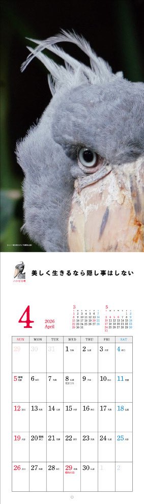 当園の「ささ」と「カシシ」を含む、全国のハシビロコウ14羽が登場する