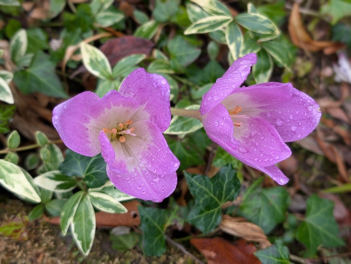The last Plant Hunters Fair of the season at Arley Hall yesterday and a great opportunity to see the gardens at the beginning of autumn.
Photos <a href="/a1isonmoore/">🌱Alison Moore 🐝</a>
#arleyhallandgardens
#autumncolours 
#cheshiregardenstrust