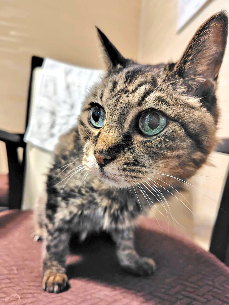 実家の猫(23)最新の姿
(引RP元の写真は半年前)
思った以上に元気そうでウケる