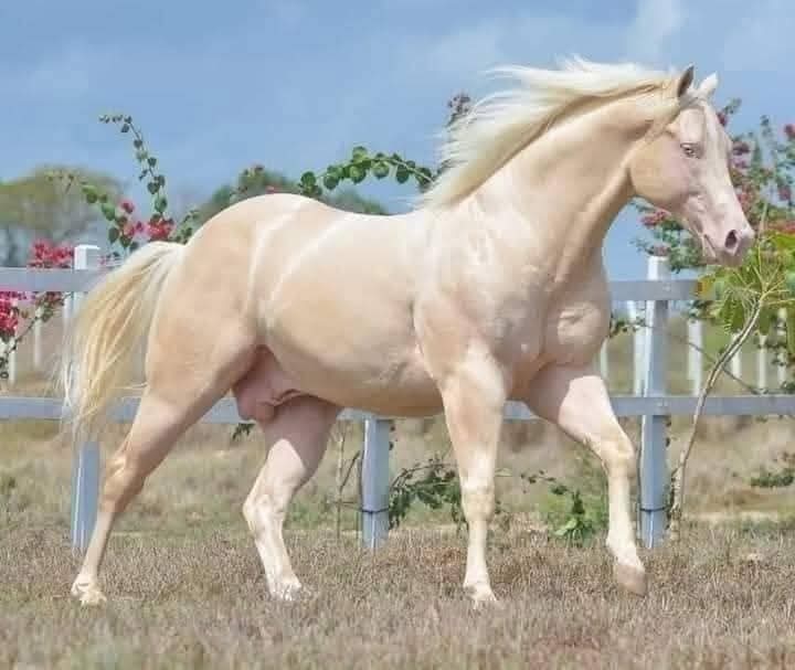 في حب الخيل