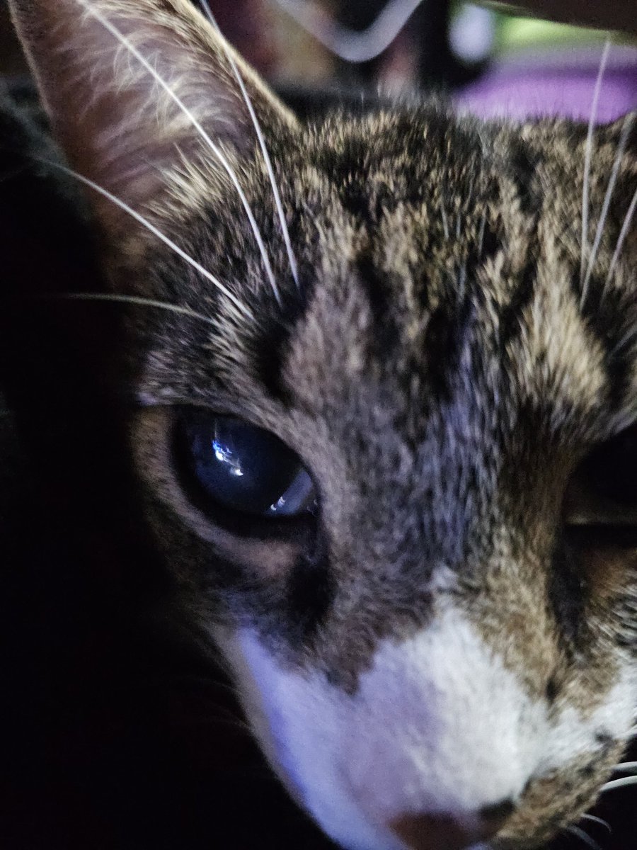 Alex (FloofLover) tweet media