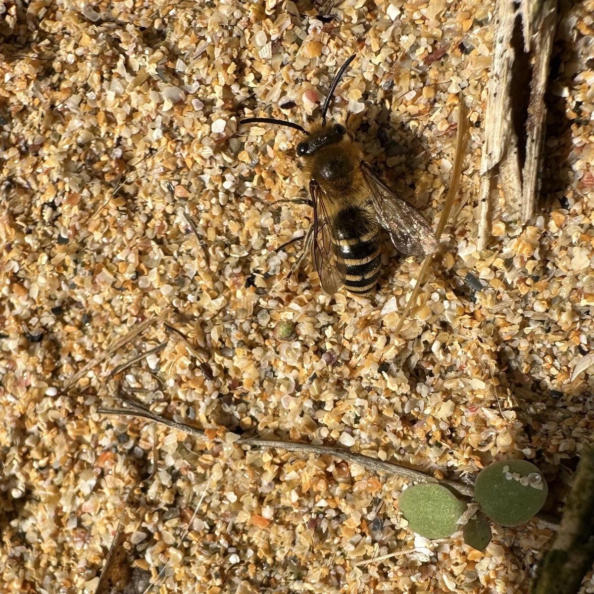 Richard Glassborow tweet media