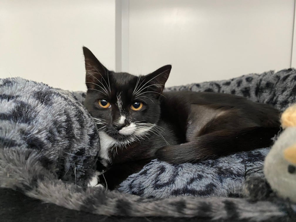 Struggling to get out of bed this morning? Orly can relate. This little one has been through a lot after being abandoned. Still a little on the worried side, Orly finds comfort in her bed but is hoping to find a new place to call home soon. 💜 themayhew.org/cats/orly/.