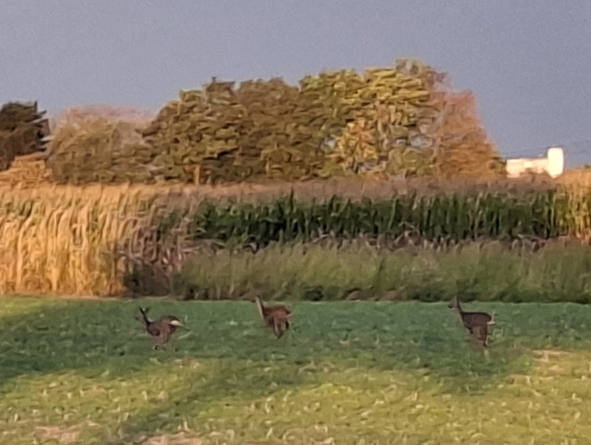 Rotraud Falke-Held tweet media