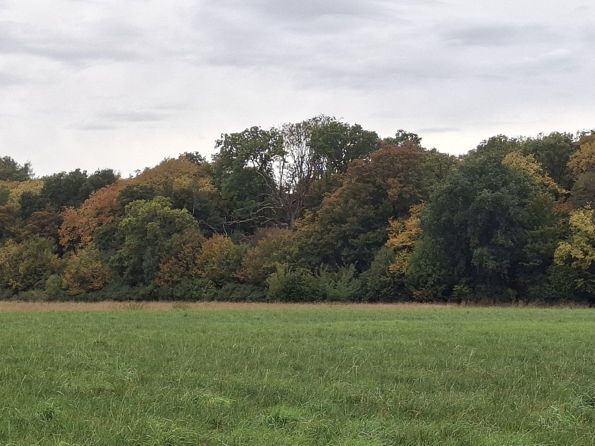 Rotraud Falke-Held tweet media