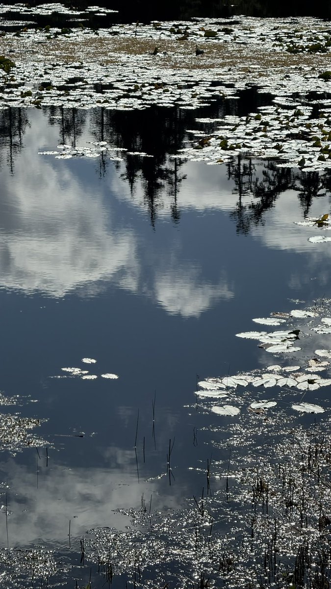 wapple15's tweet image. #ShadowsReflects