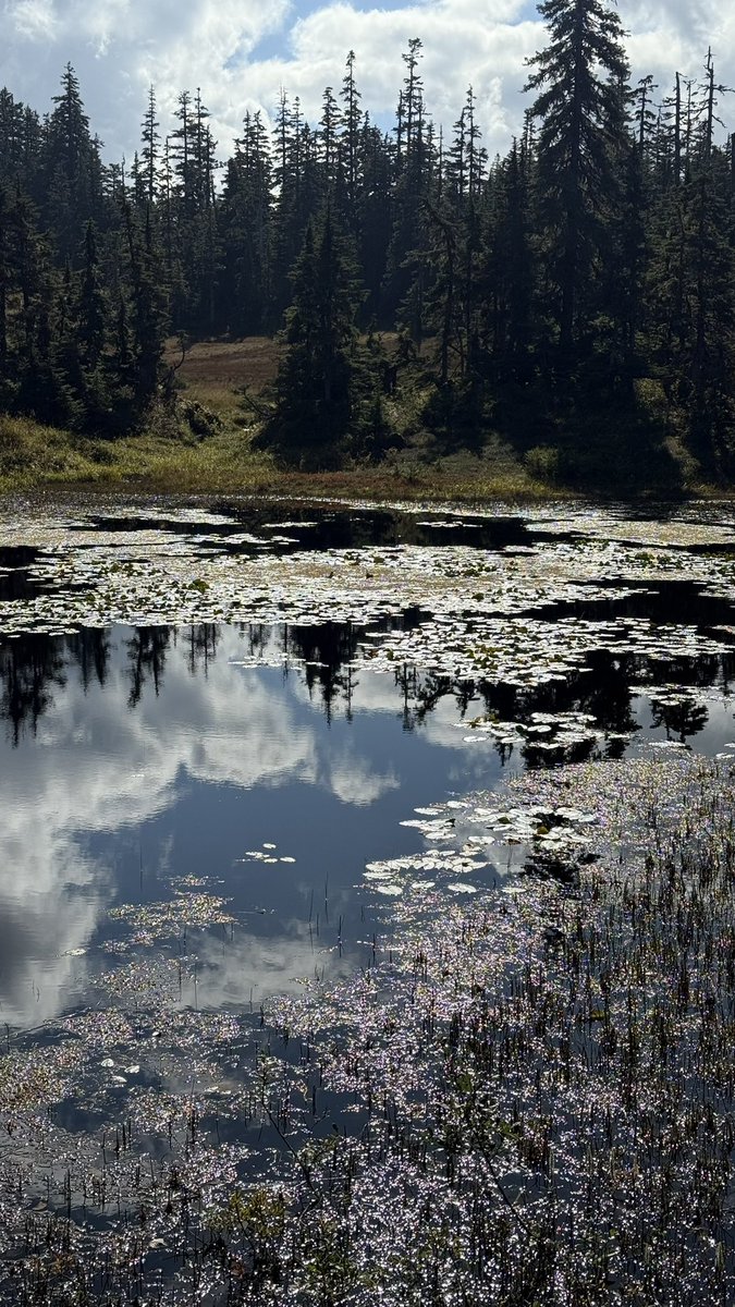 wapple15's tweet image. #ShadowsReflects