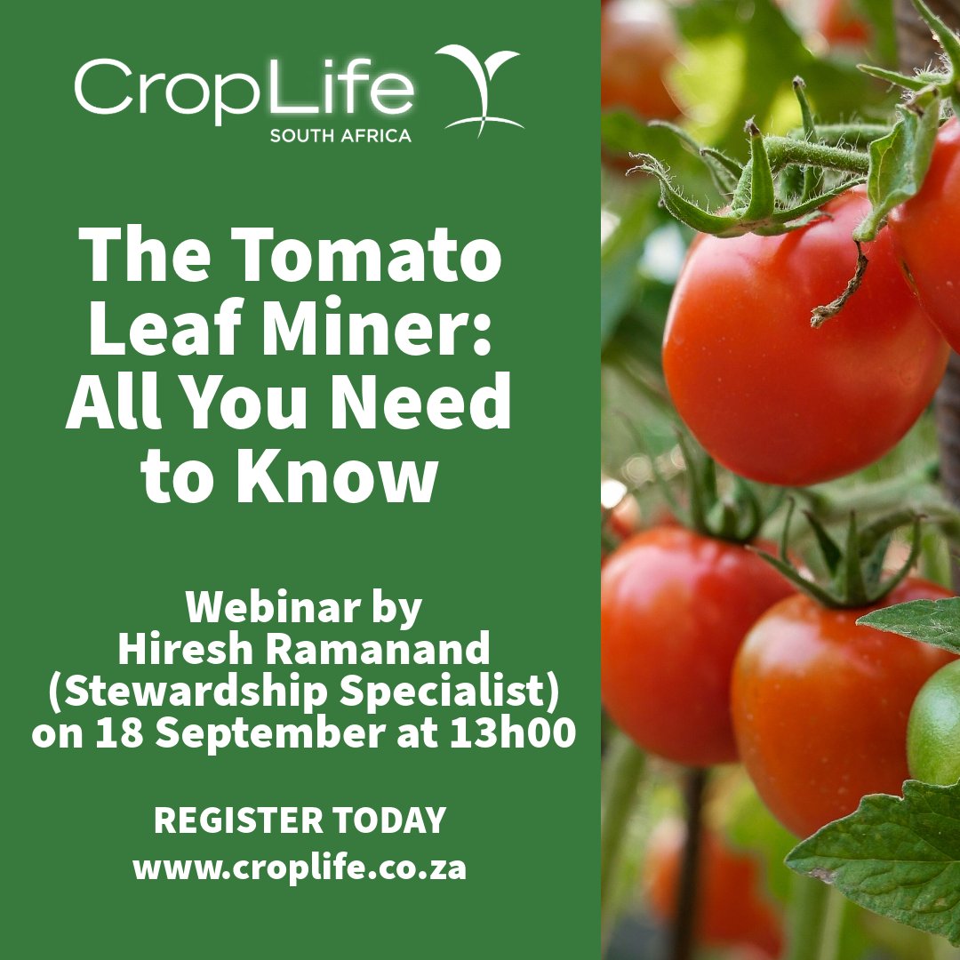 📣 Webinar Reminder! 🌱
🕵️‍♂️ Topic: The Tomato Leaf Miner: All You Need to Know
🎤 Presenter: Hiresh Ramanand (Stewardship Specialist)
📅 Date: 18 September 2025
⏰ Time: 13h00 (SAST)
🔗 Register today: events.teams.microsoft.com/event/1c6afda0…