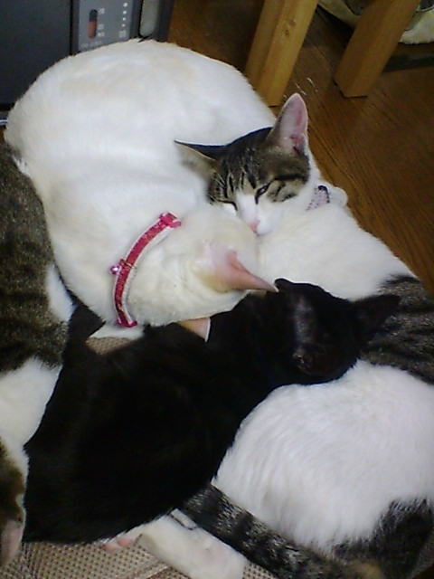 chokipon's tweet photo. 最近、めっきりここXへのログイン頻度が減ってしまいました。
（#note では毎日なんやかや書いています）

また戻ってきますよ～。
でも今は少しお休みさせて。
…という心境なのです。
いちおう元気です、という生存報告です。

17歳の誕生日を迎えたチビタンも元気ですよ。
懐かしい猫写真を添えて。 https://t.co/cFkpyt3TIX