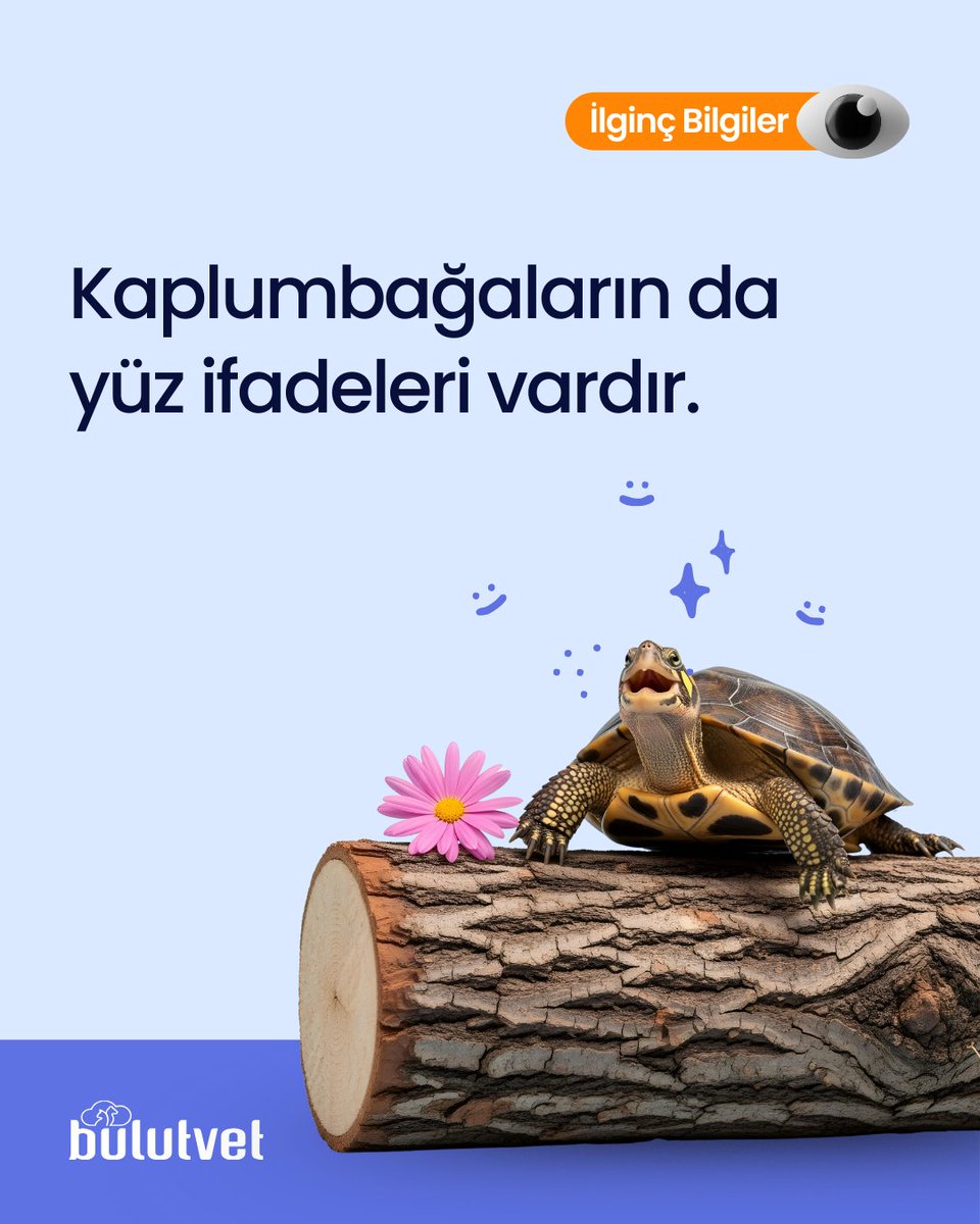 BulutVet's tweet photo. Her ne kadar çok belirgin olmasa da, kaplumbağalar mutluyken dudak kenarları hafif yukarı kıvrılır ve adeta gülümsüyorlarmış gibi görünürler 🐢 

#Bulutvet #VeterinerTakipUygulaması https://t.co/c5qU0bxmLQ