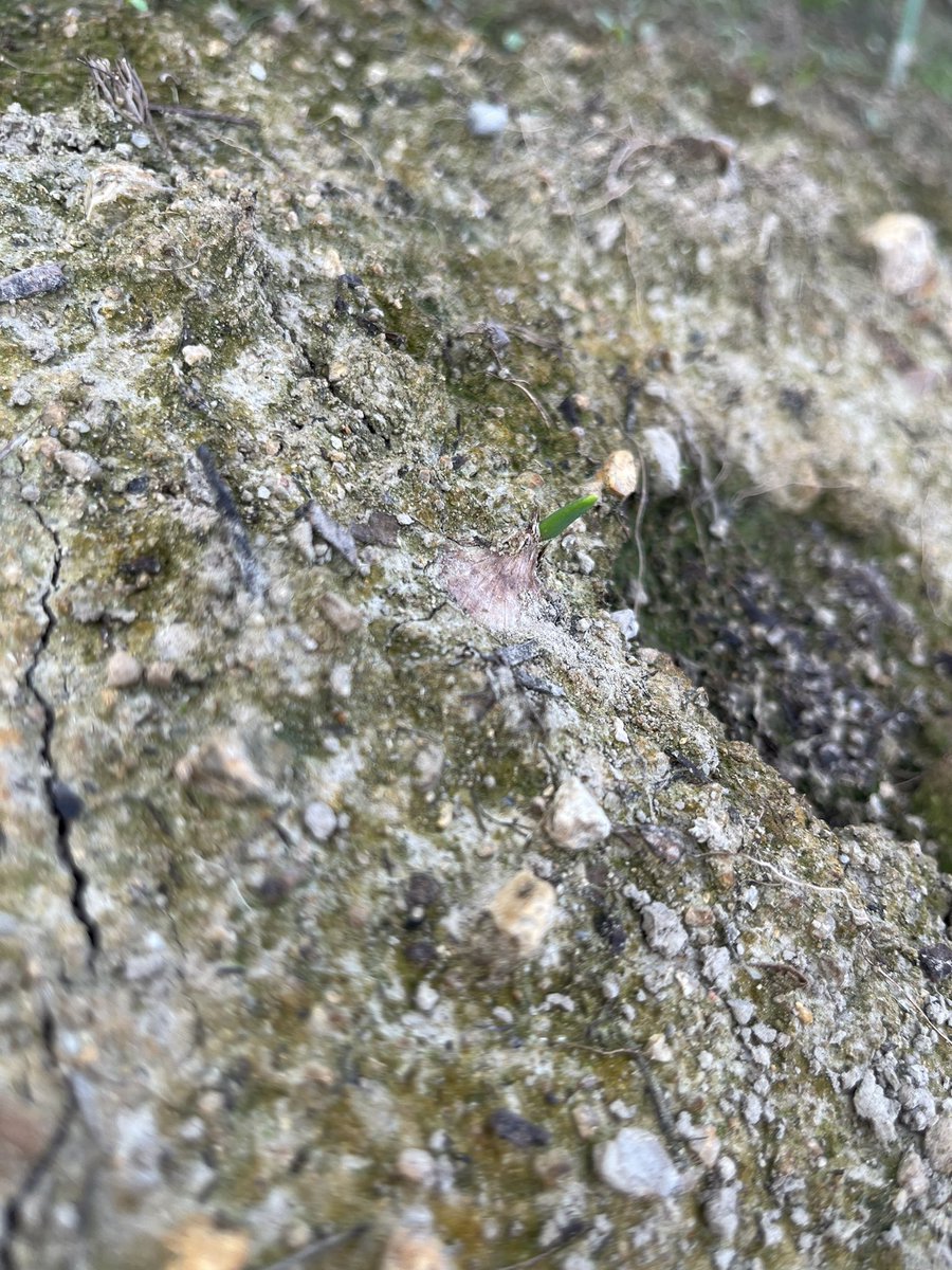 1ヶ月、音沙汰(?)なかった玉ねぎが芽を出してた〜！！
てか土の表面固まりすぎてやばい。
