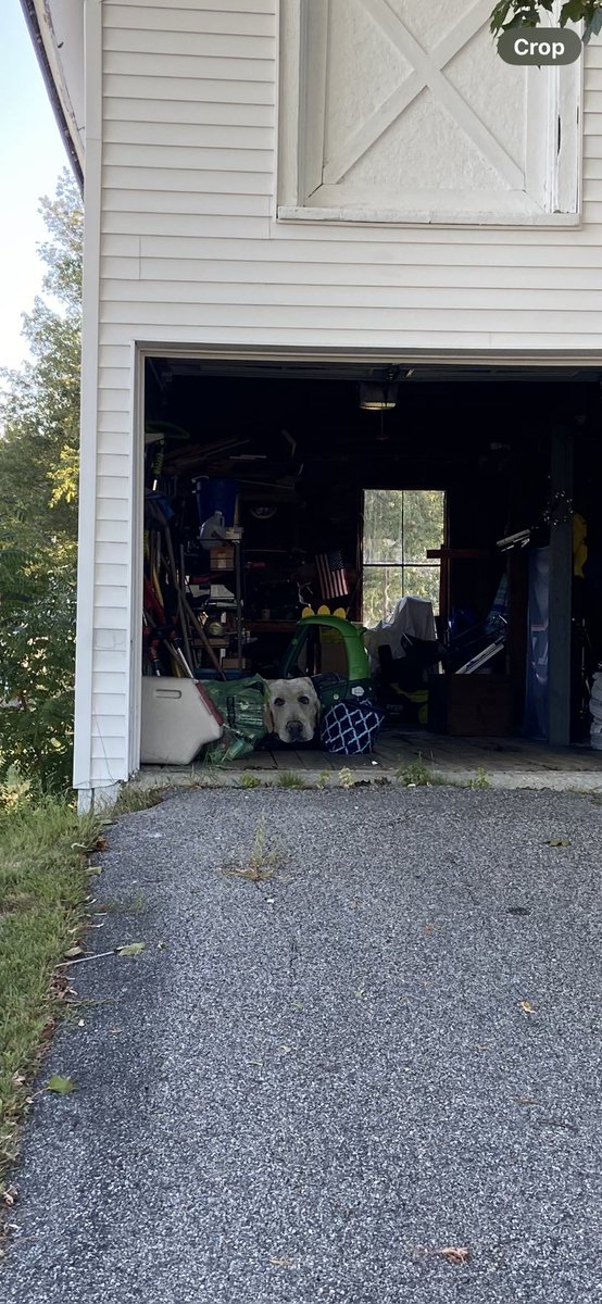 themoledancerz's tweet photo. I thought that was a giant dog for a second https://t.co/O5m1wDN9JS