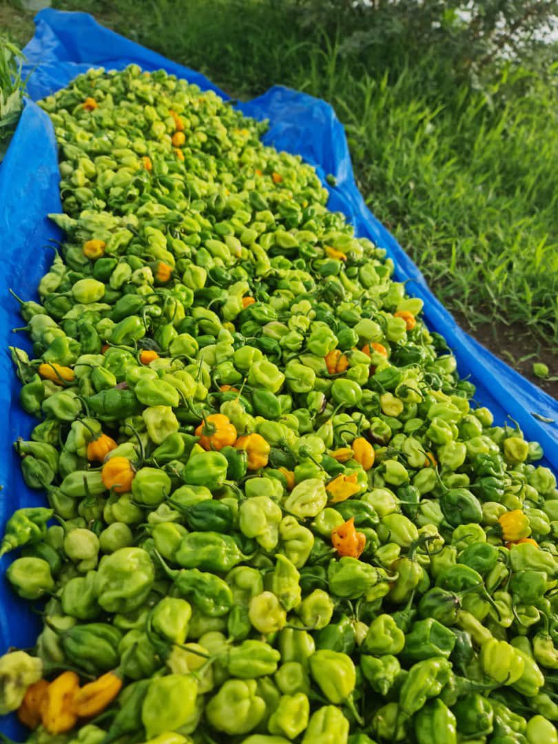410MoBamba's tweet photo. Goana bi niewna dh😊💚
Piment Big-Sun disponible
Prix : 4000 Fcfa le kg.
#AgriCheck #SunuMbay https://t.co/WU1DhV5oCb