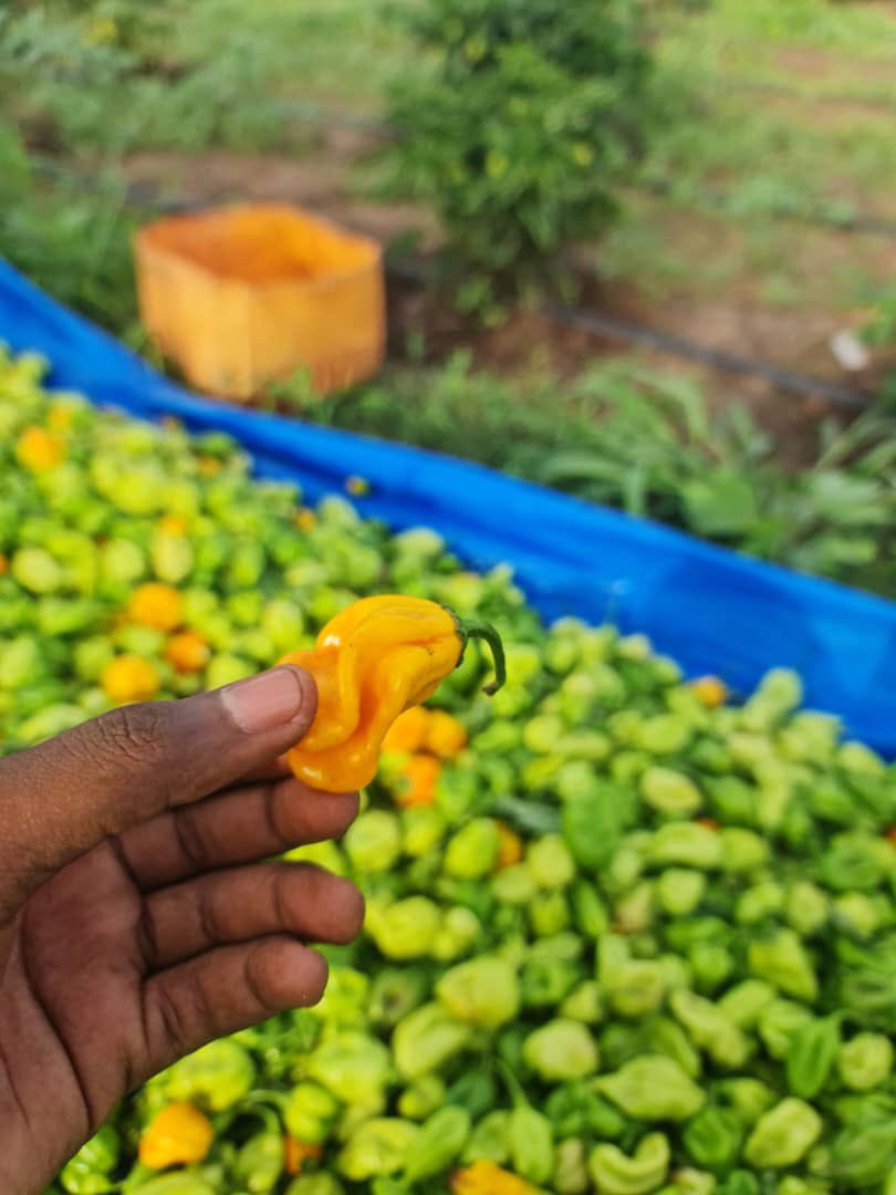410MoBamba's tweet photo. Goana bi niewna dh😊💚
Piment Big-Sun disponible
Prix : 4000 Fcfa le kg.
#AgriCheck #SunuMbay https://t.co/WU1DhV5oCb