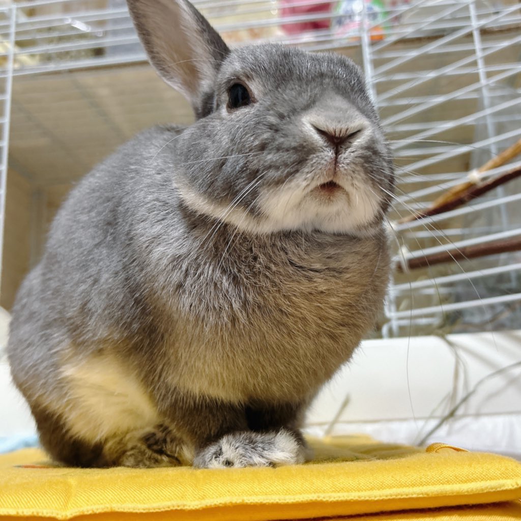marimo201403's tweet image. はじめまして！マリモです🐰
11歳ネザーの女の子です！
シニアうさぎさん飼育の情報収集のためにアカウント作成しました！
どうぞよろしくお願いします🫶🙇‍♀️