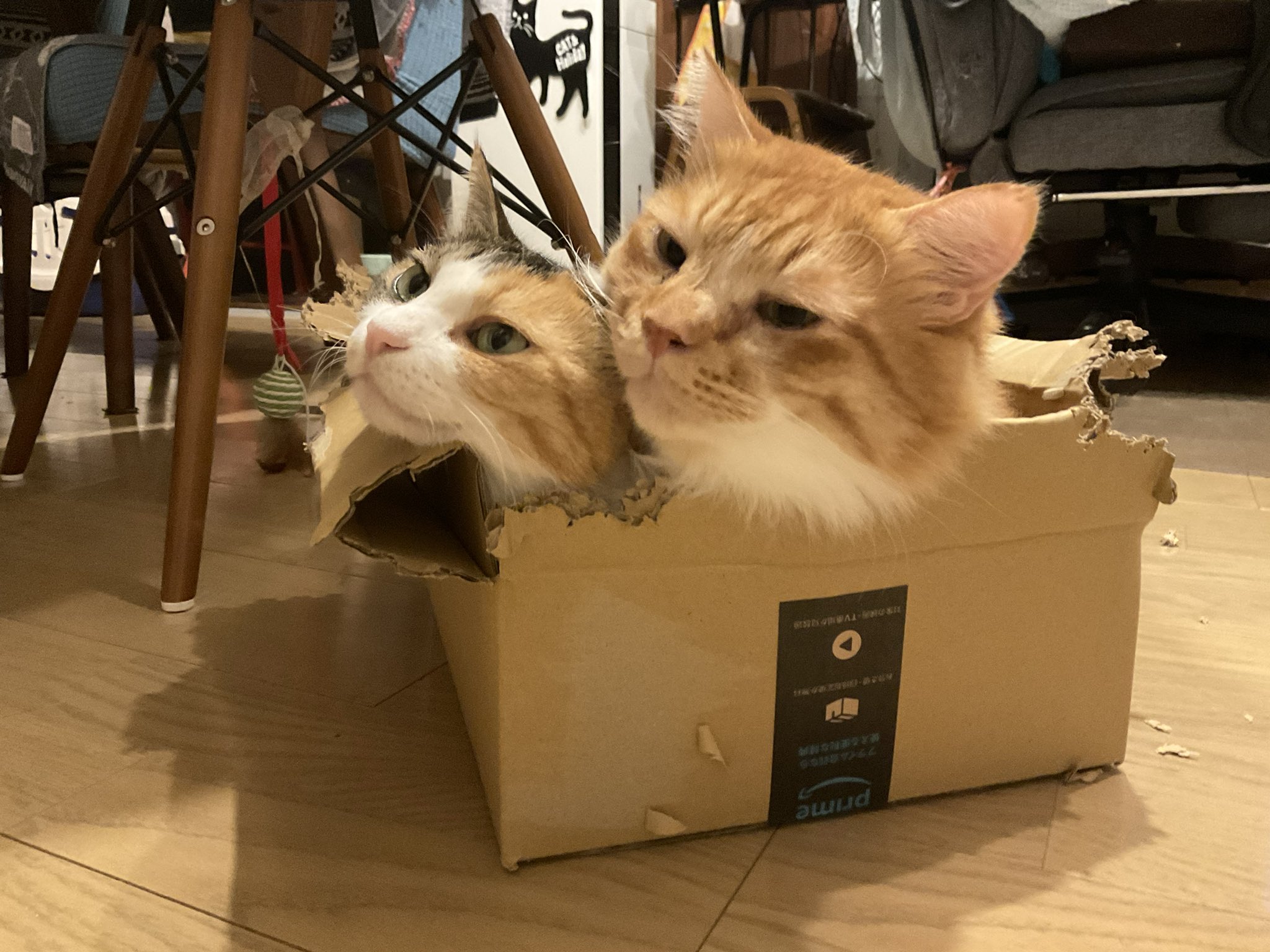 ニャン太桜子🐱 (@nyantacchi) / X