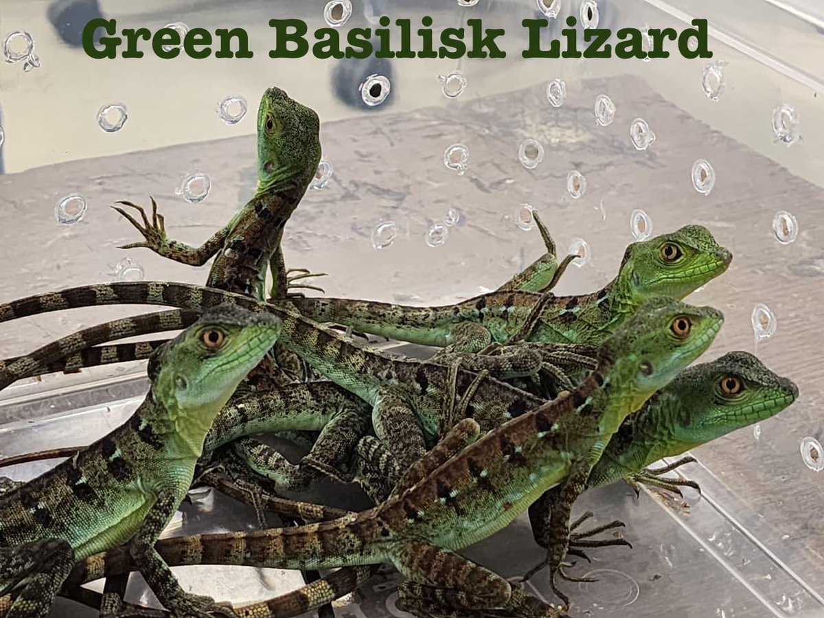 The officers at Airport Commissionerate, Mumbai Customs Zone-III, recovered wildlife including Meerkat, Hyrax, Sugar Glider etc., and made a seizure of Foreign Currency equivalent to 15.96 Lakh and suspected NDPS (Hydroponic Weed) weighing 49.167 Kgs having an illicit market