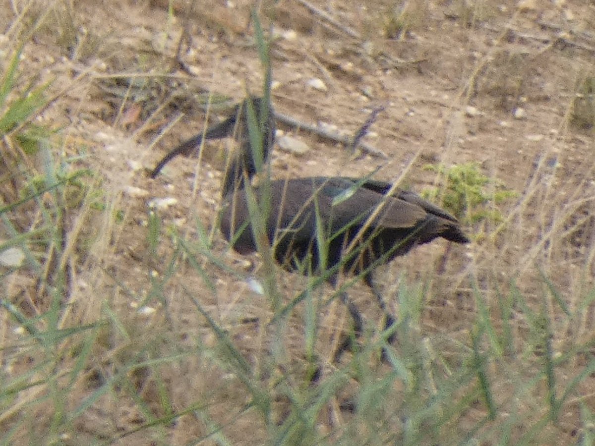 Oscar Puls tweet media