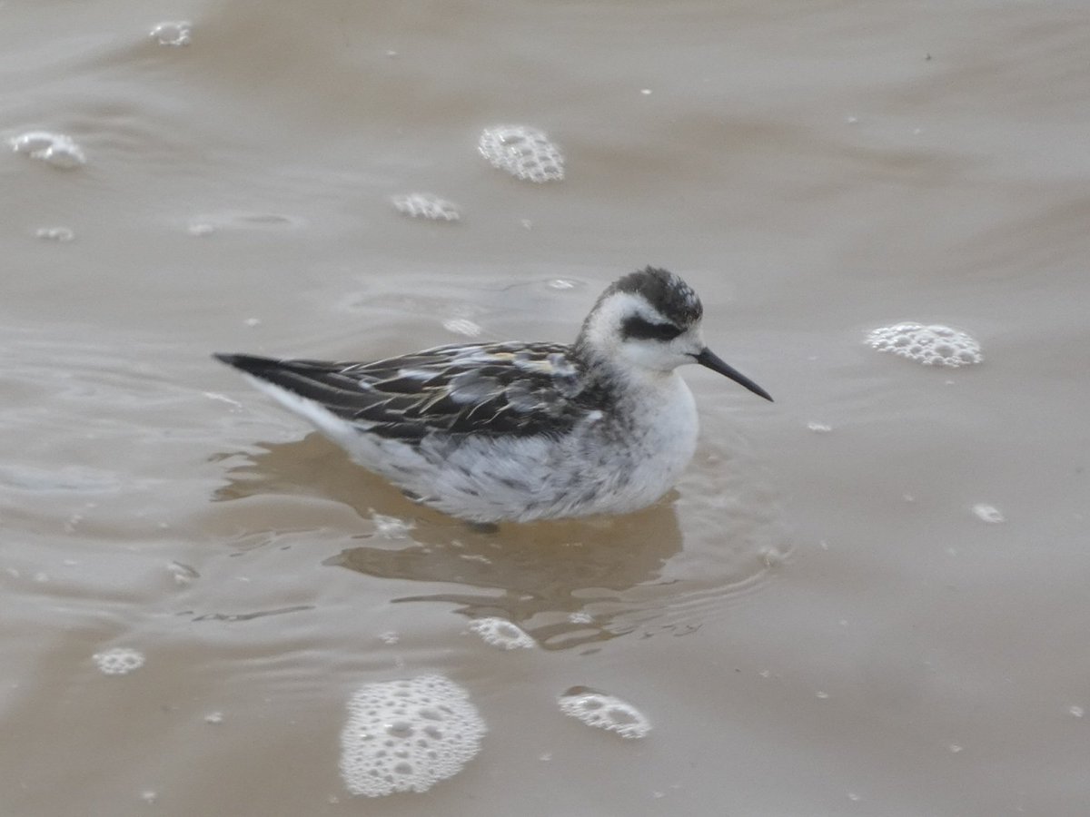 Oscar Puls tweet media