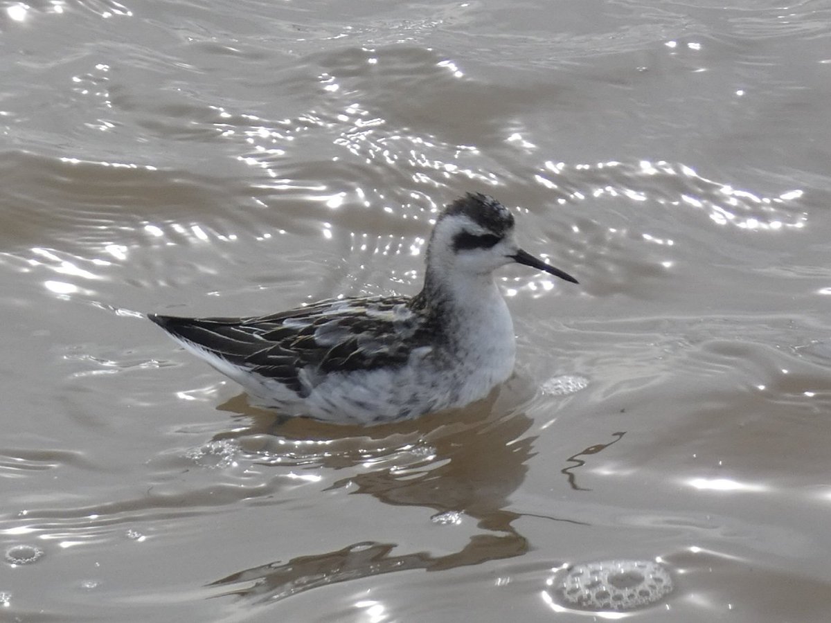 Oscar Puls tweet media