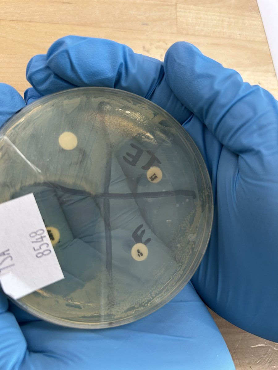 Testing antibiotics- such a cool experiment! 
<a href="/GreatOaksOhio/">Great Oaks Career Campuses</a> <a href="/PLTWorg/">Project Lead The Way</a>