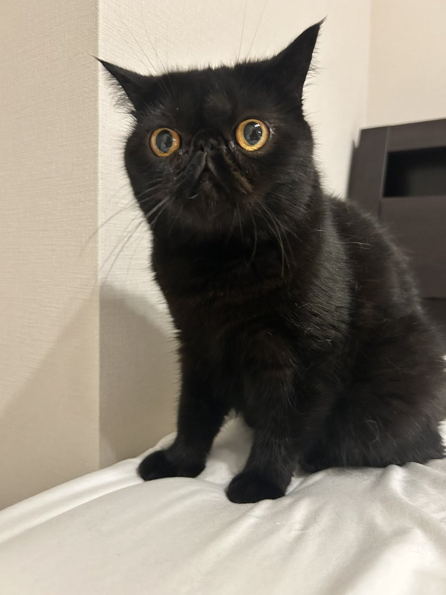 kotekage2011's tweet image. 雷がなった日は猫もこんな顔