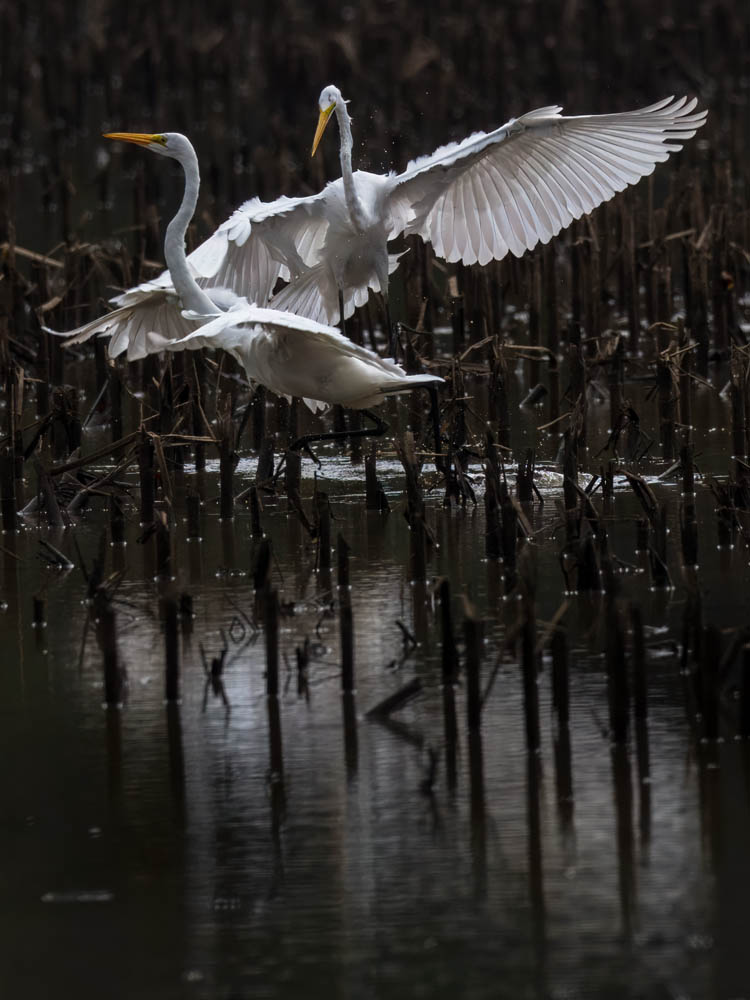 Egret energy ✨💃

These Great Egrets wade and dance through the flooded fields in the Monroe Lake backwaters. Learn more about Great Egrets at: ow.ly/O4el50WVUt0

Photos by Jeff Danielson in July 2025