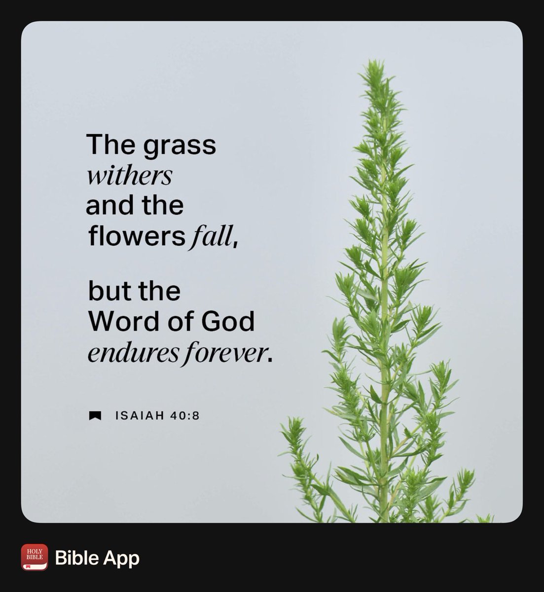“The grass withers, the flower fades, But the word of our God stands forever.”
Isaiah 40:8 NASB1995
bible.com/bible/100/isa.…