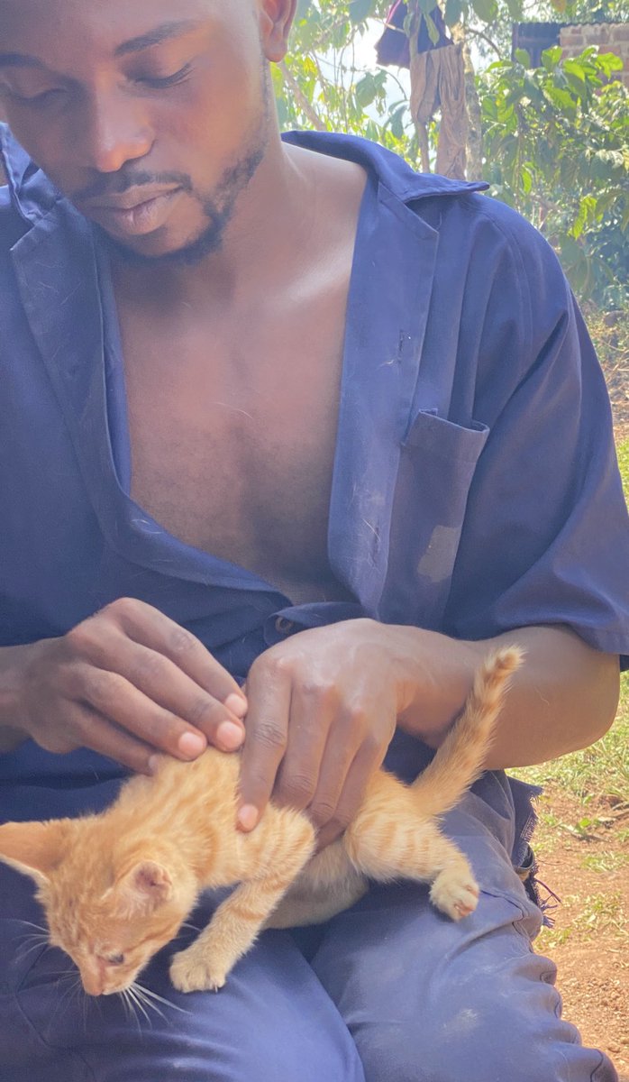 ShelterMaya's tweet photo. ✨🐾 Hey good people, meet our new friend! Rescued on our way to the shelter, she’s safe now but needs food, love, and a name. Could you be the one? 💖 #Cat #catlover #CatsOfTwitter #dog #puppy https://t.co/wJ5R686Cr6