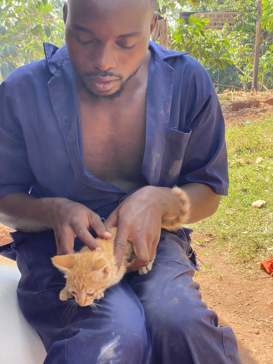 ShelterMaya's tweet photo. ✨🐾 Hey good people, meet our new friend! Rescued on our way to the shelter, she’s safe now but needs food, love, and a name. Could you be the one? 💖 #Cat #catlover #CatsOfTwitter #dog #puppy https://t.co/wJ5R686Cr6