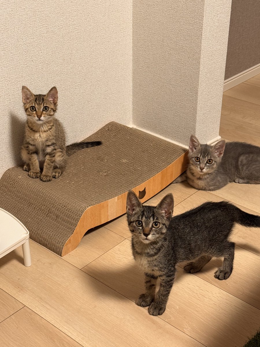 yuurimaina's tweet photo. 今4匹と共に暮らしてます🐈‍⬛
里親さんのドタキャンを乗り越えて、
元気に育ってます🥹

ご飯の消費が半端ないので、
お力添え下さる方はこちら🥲
https://t.co/PjFr2ghYiq https://t.co/4mfVtcHXSQ