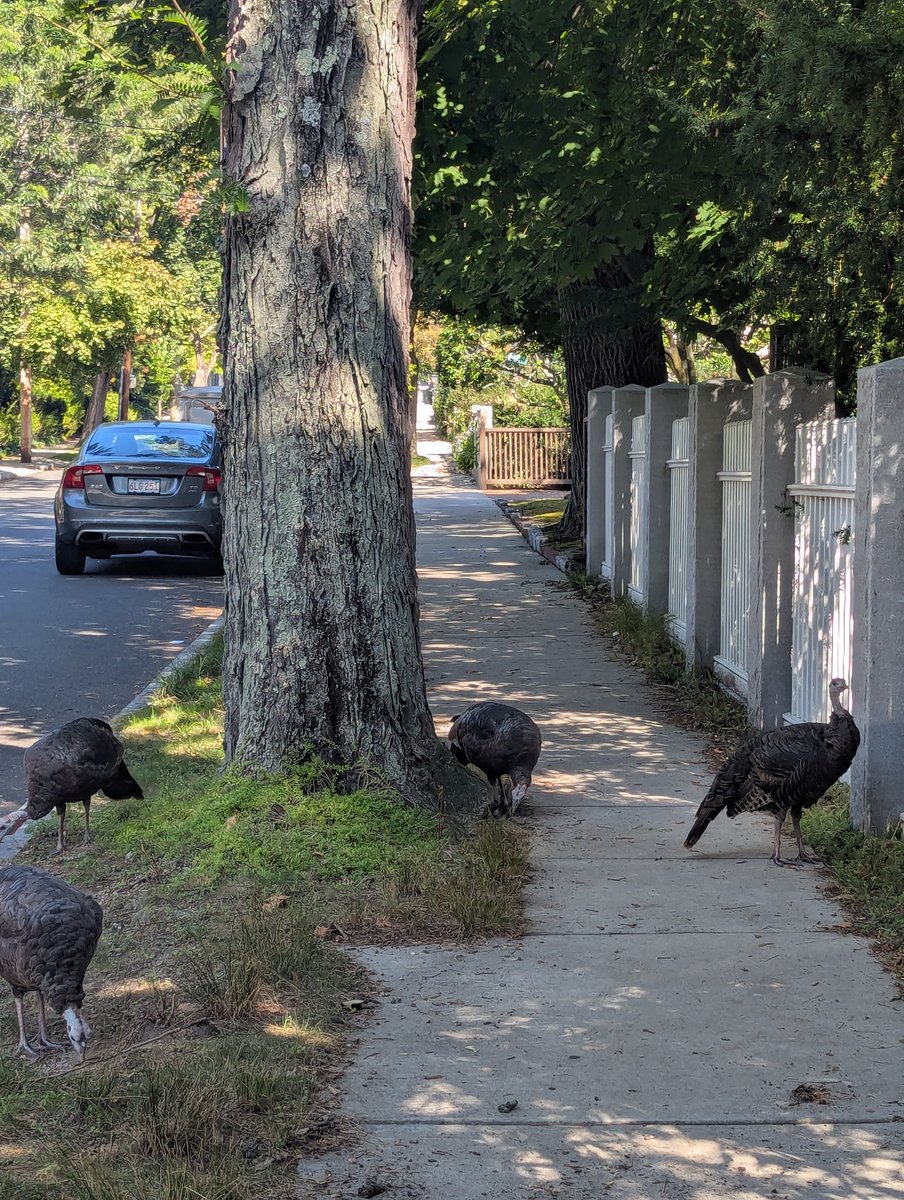 Turkeys on sidewalks are one of the biggest conservation victories of the 20th century
