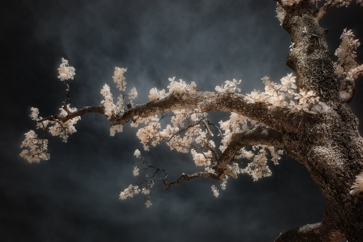 Jonas Hangartner tweet media